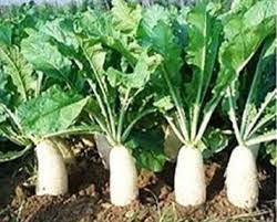 radish is the best plant for aquaponics