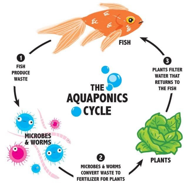 What is Aquaponics?