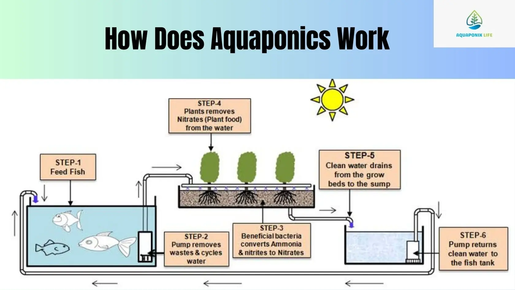 How aquaponics work