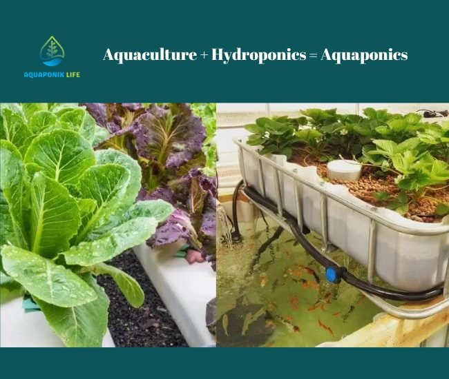 aquaponics system vs hydroponics