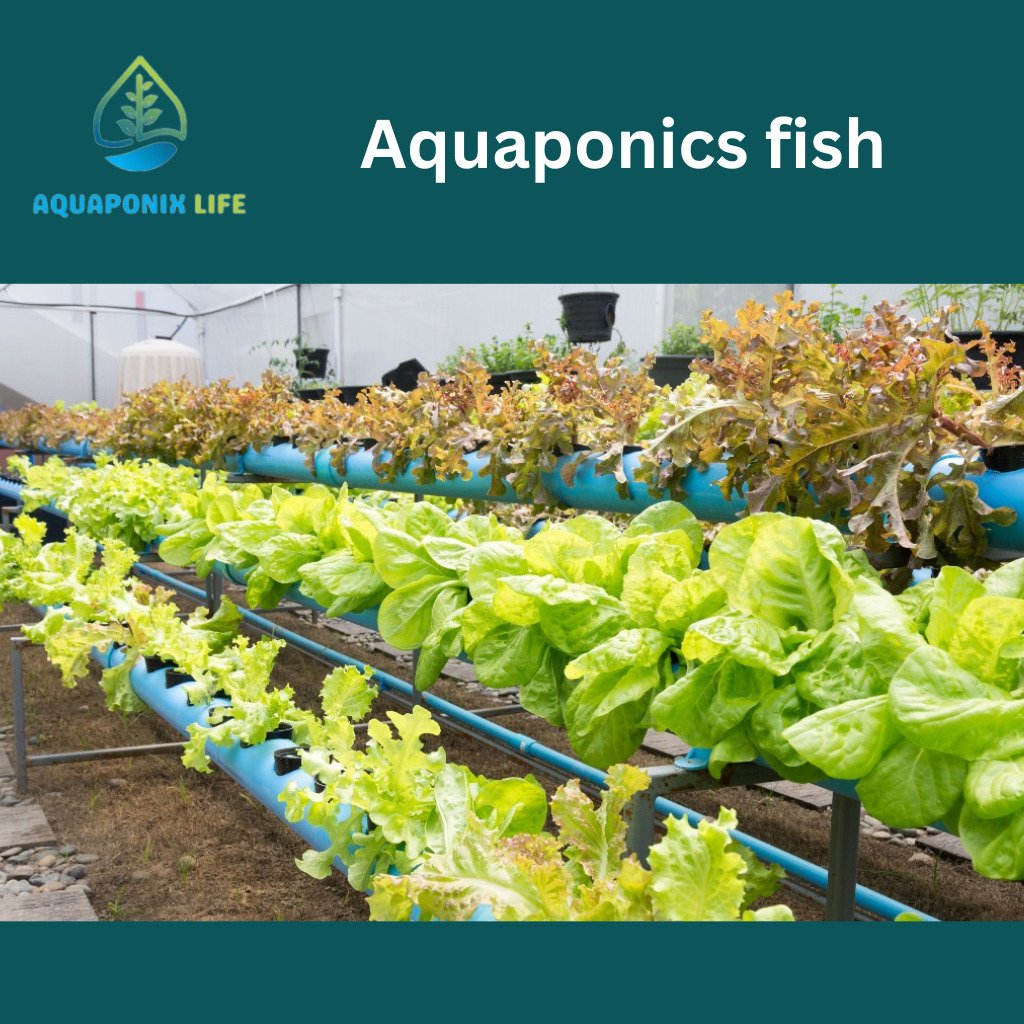 Aquaponics fish farms