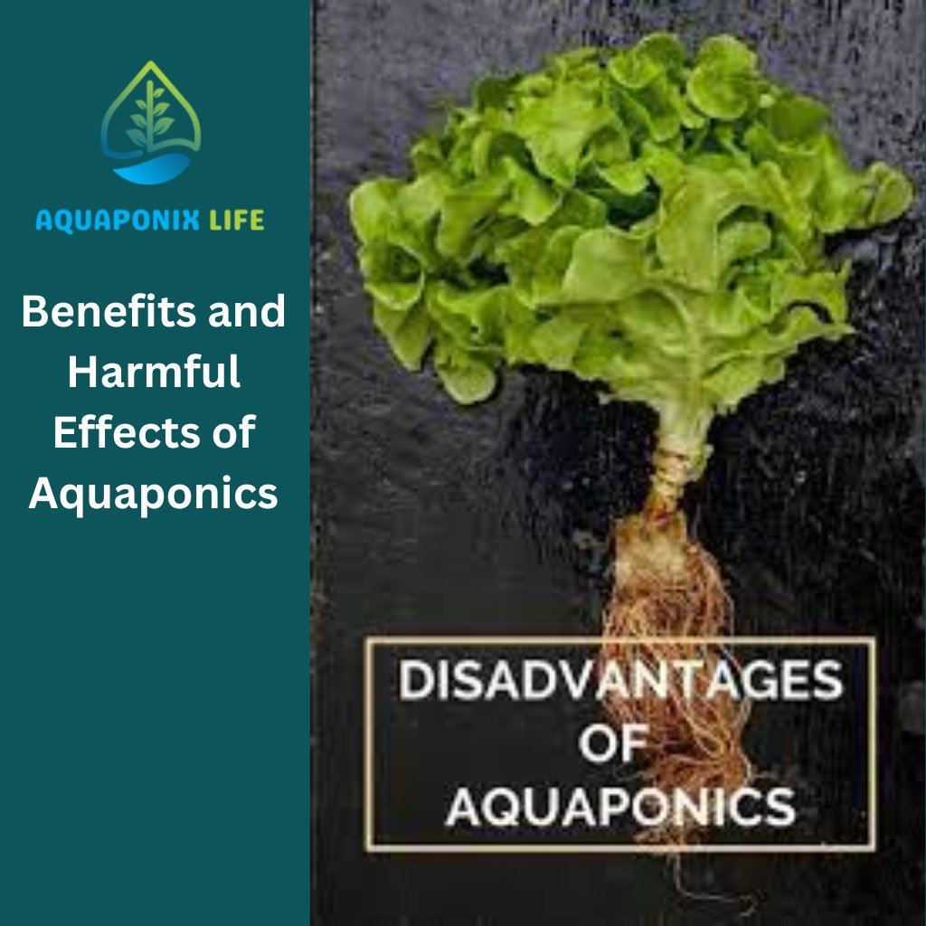 Benefits of Aquaponics