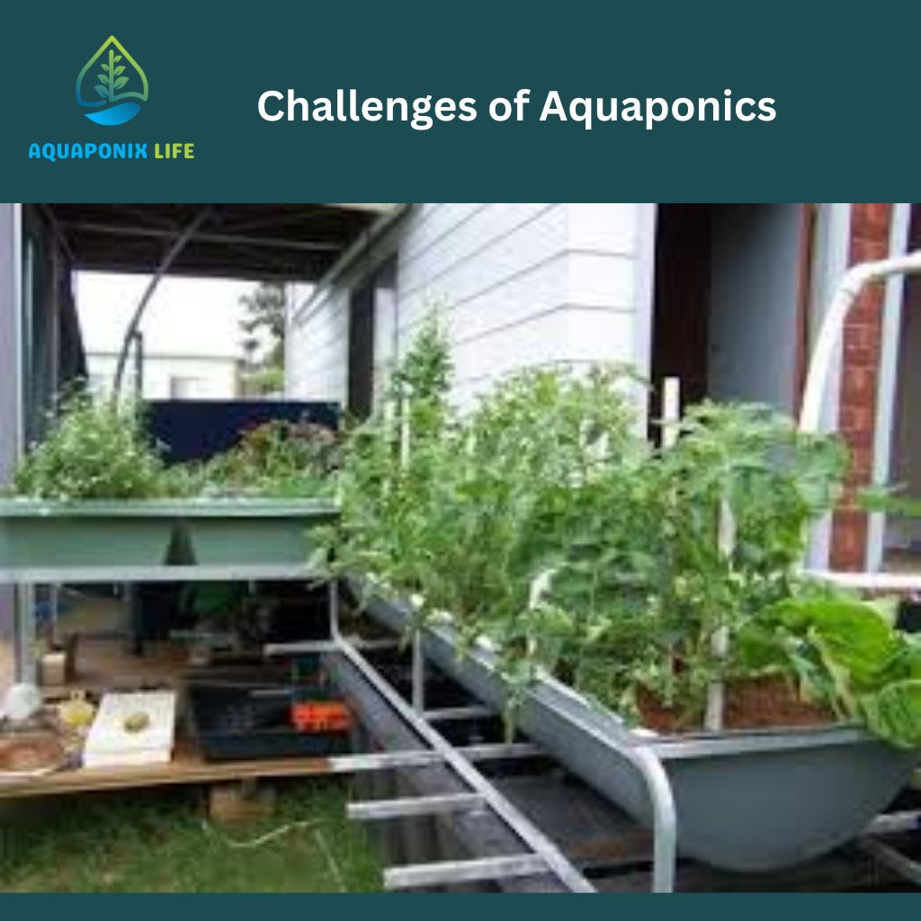 disadvantages of Aquaponics