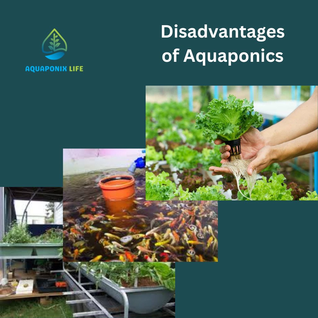 Disadvantages of Aquaponics