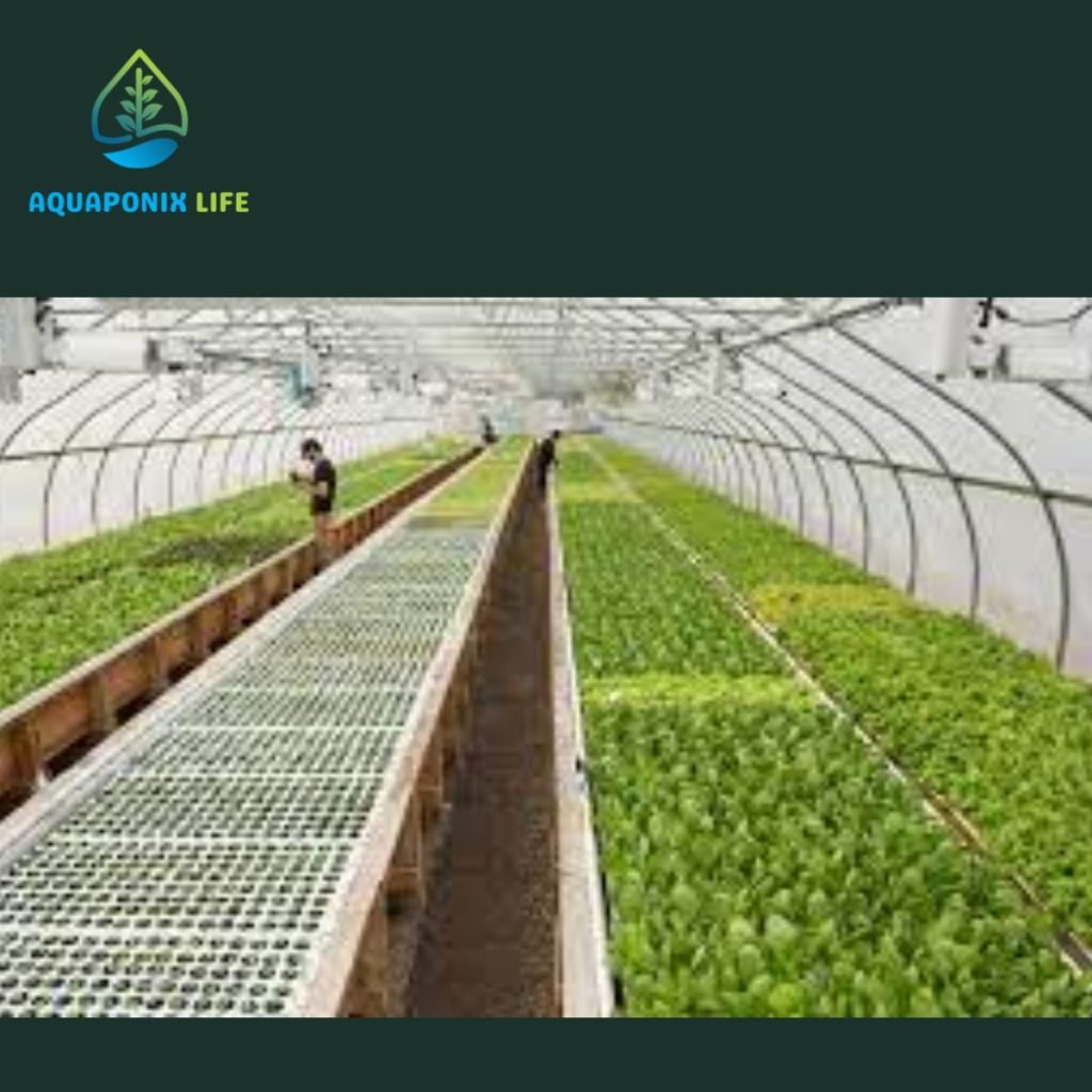 Benefits Of Aquaponics