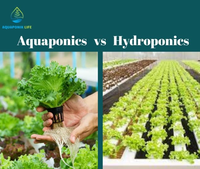 Aquaponics vs. Hydroponics systems