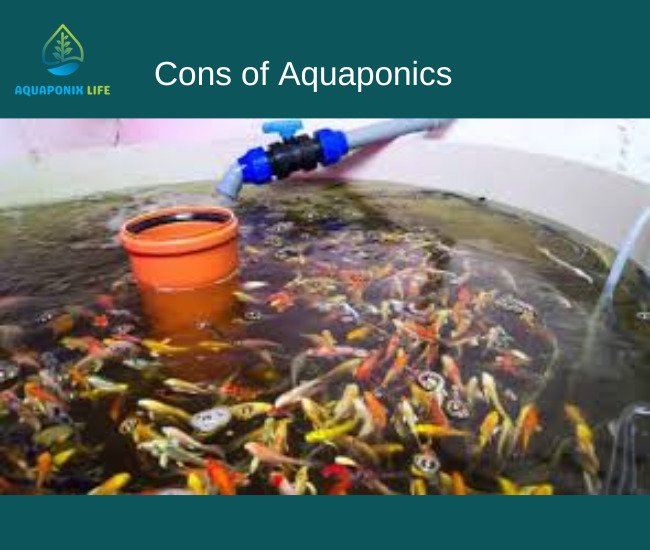 drawbacks of aquaponics