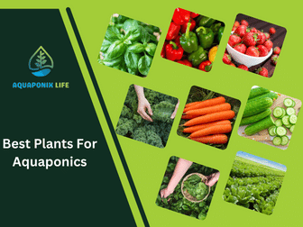 Best Plants For Aquaponics