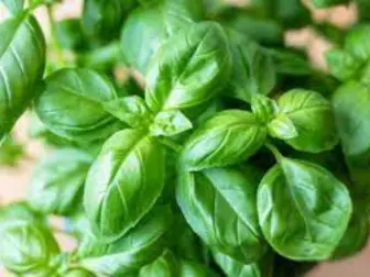 aquaponics basil