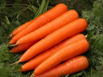 aquaponics carrots