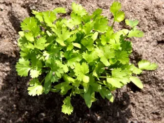 aquaponics coriander