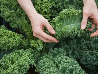 aquaponics kale