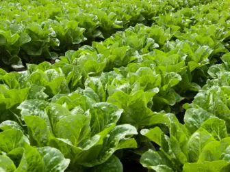 aquaponics lettuce