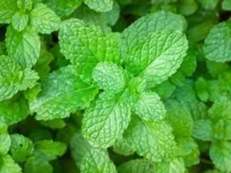 aquaponics mint