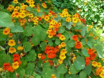 aquaponics nasturtium nectar