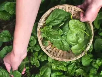 aquaponics spanich