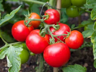 best plants for aquaponics (tomatoes)