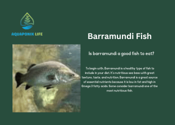 Is barramundi a good fish to eat?