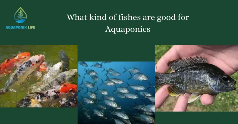 Best Fish For Indoor Aquaponics