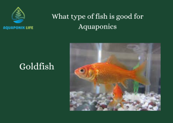 Best Fish For Indoor Aquaponics