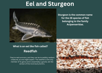  What is an eel like fish called?