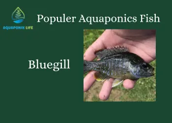 Bluegill