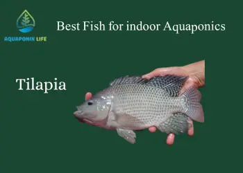 Tilapia