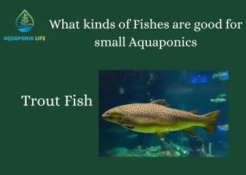 What kind of fish are good for small aquaponics