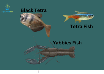 yabbies-Tetra fish are other choices