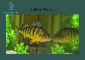 Yellow Perch