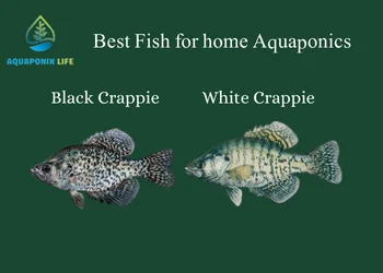 best fish for home aquaponics