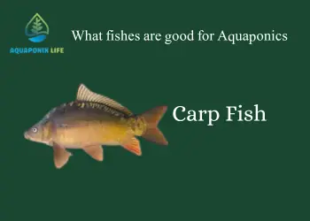 Carp Fish