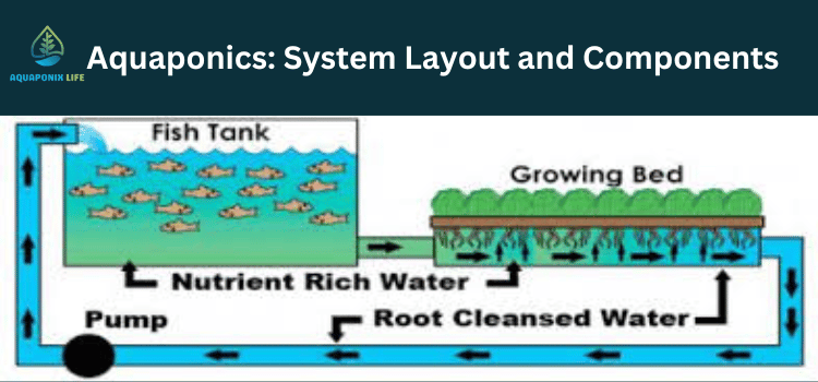 Aquaponics: System and Layout and Components