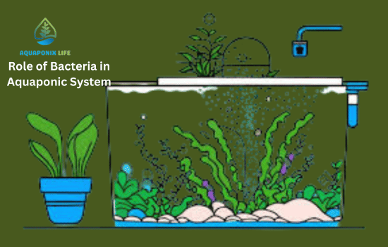 Role of Bacteria in Aquaponic System