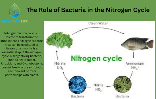 The Role of Bacteria in the Nitrogen Cycle.