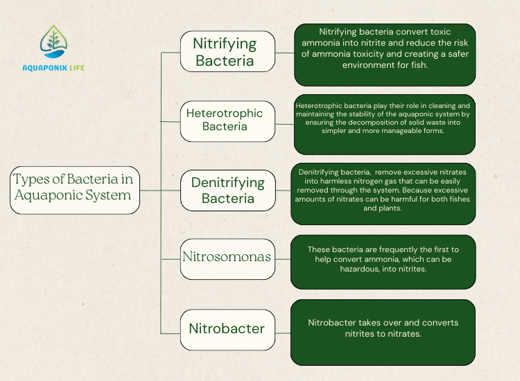 Types of Bacteria in Aquaponic System