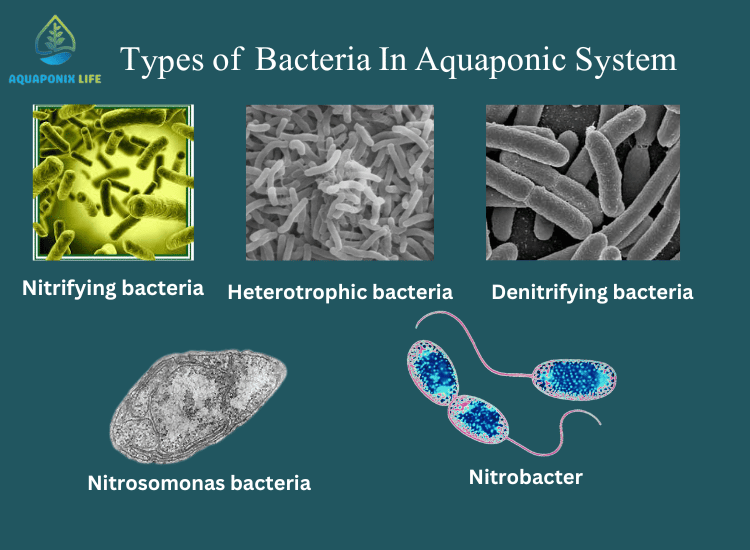 Types of Bacteria in Aquaponic System