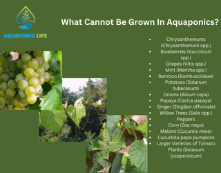 What Cannot Be Grown in Aquaponics