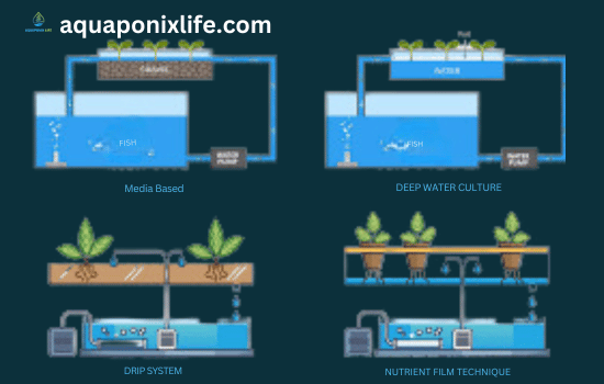 Types of Aquaponics